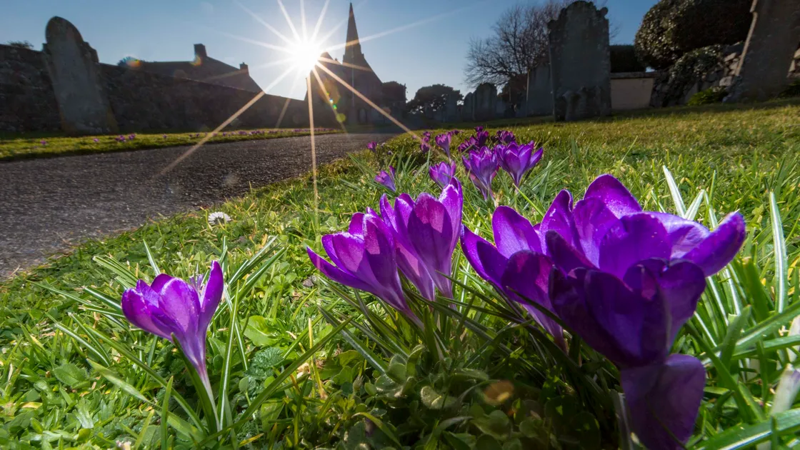 Purple crocuses are starting to appear over the island as the Rotary clubs get ready to mark Purple Pinkie Day on Friday as they continue the fight against polio.  (27207725)