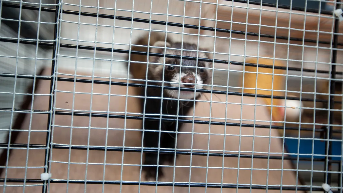 The GSPCA will have a separate unit for ferrets if its development plans are approved. (Picture by Luke Le Prevost, 32364616)