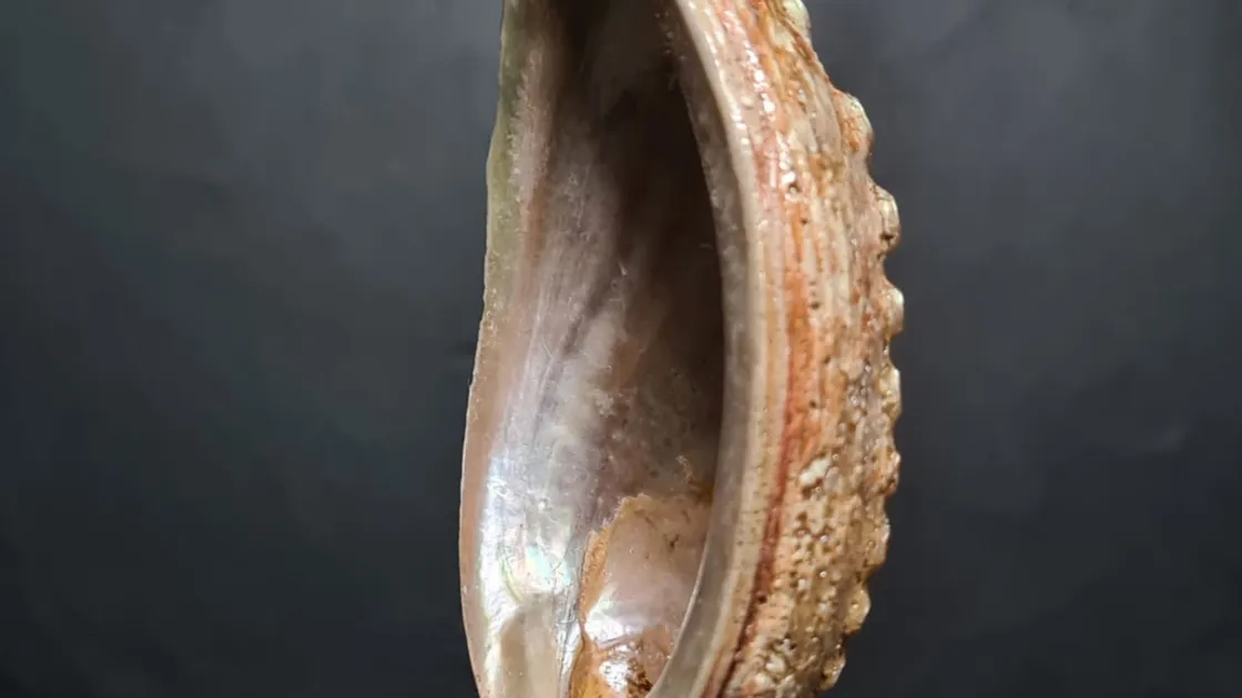 The Golden Ormer. (30106011)