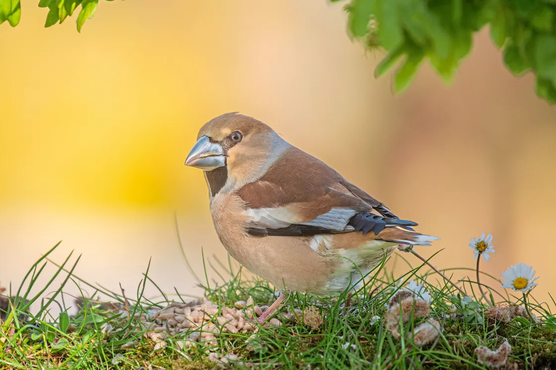 Hawfinch
