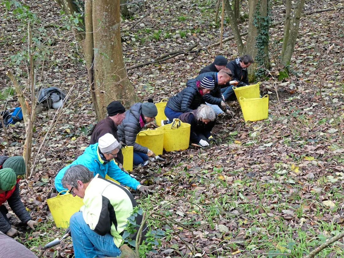 Removing stinking onions in Bluebell Wood