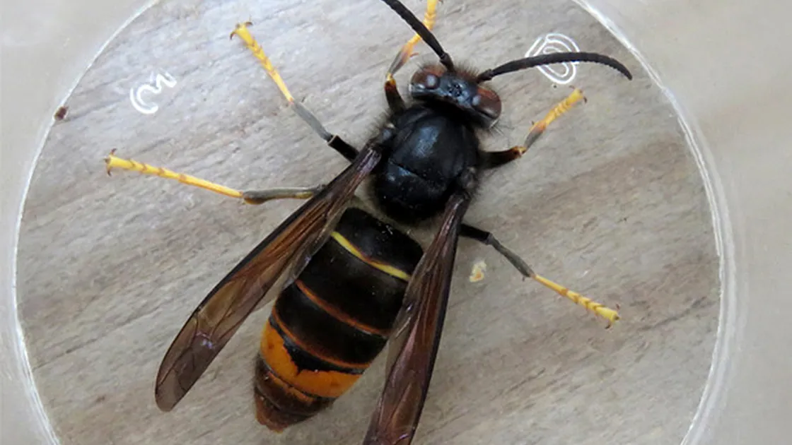 An Asian hornet (25567261)
