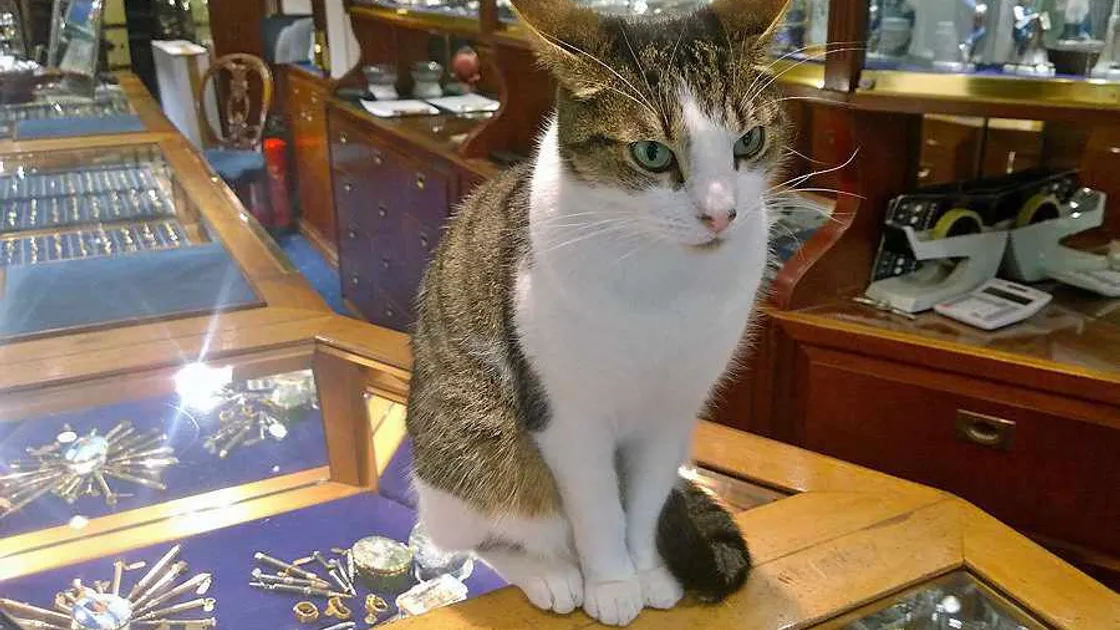 Town cat Dillon dies after being washed into harbour