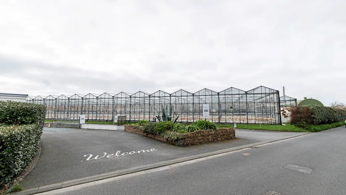 Vinery on Rue des Goddards, Vazon. (Picture by Sophie Rabey, 34006558)