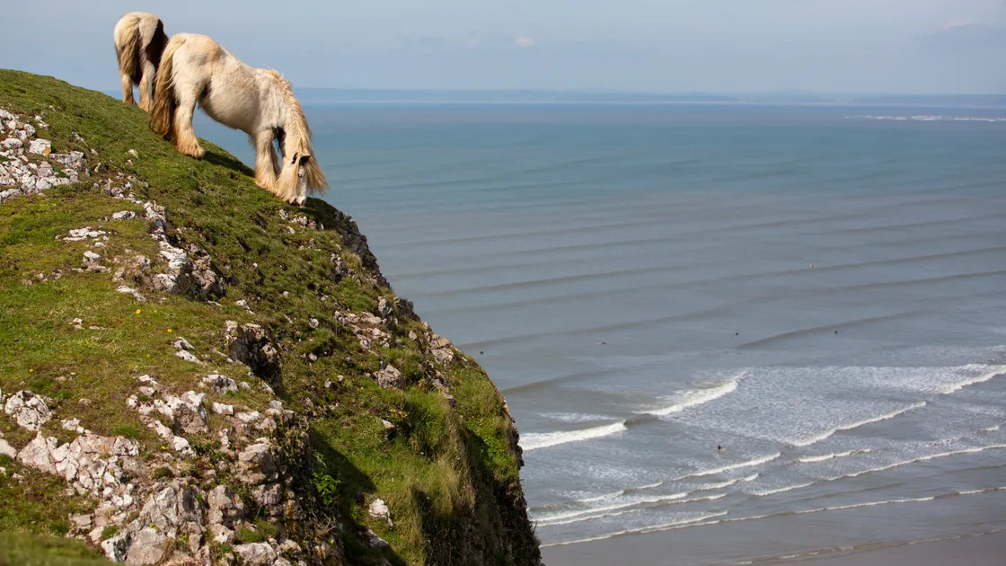 Wild horses at Worms Head, Rhossili, Gower Peninsula. (Picture by Peter Frankland, 32139015)