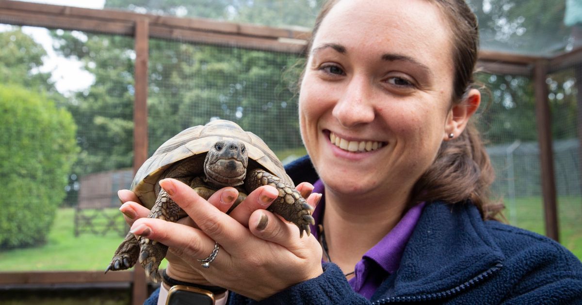 Could you give a tortoise a home? asks the GSPCA