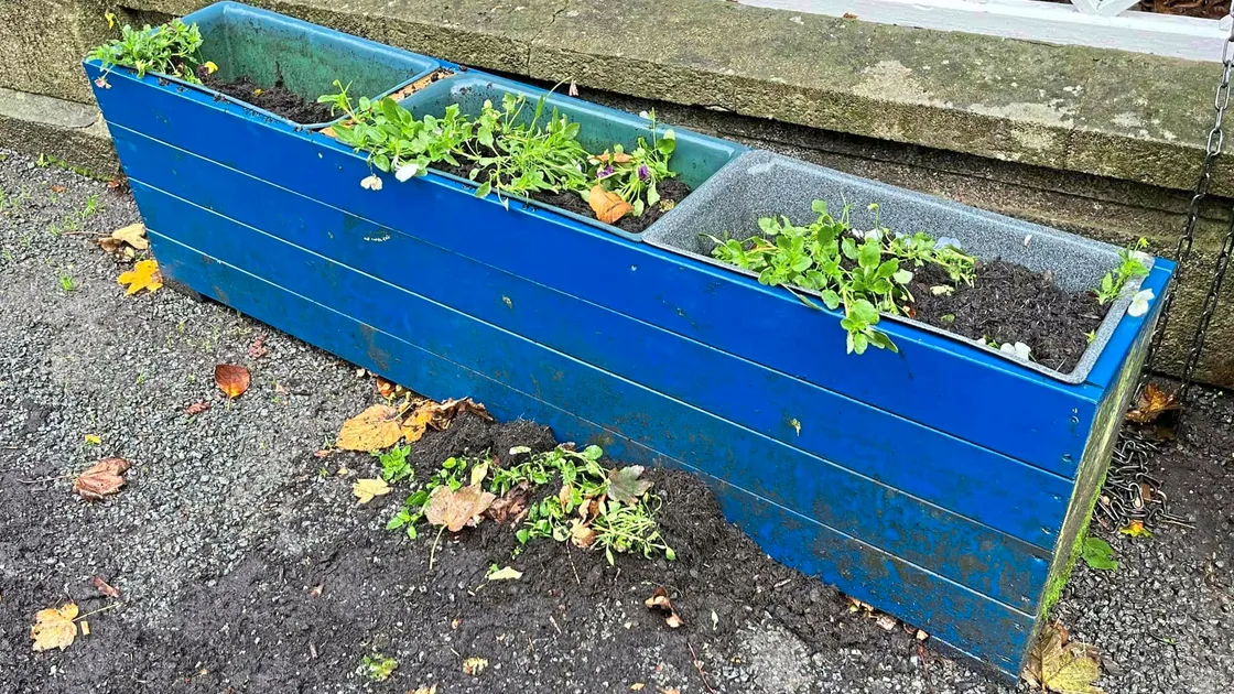 Three Three boxes of winter pansies were vandalised near Sausmarez Manor in St Martin’s sometime between Monday evening and yesterday morning. Left, St Martin’s douzenier and display organiser Phil Merrien with some of the plants that have been placed around the parish. (Picture supplied by St Martin’s constables)