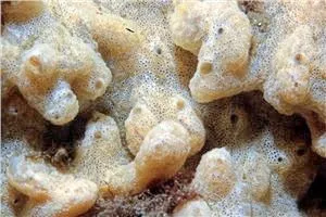 'Sea vomit' (29539678)