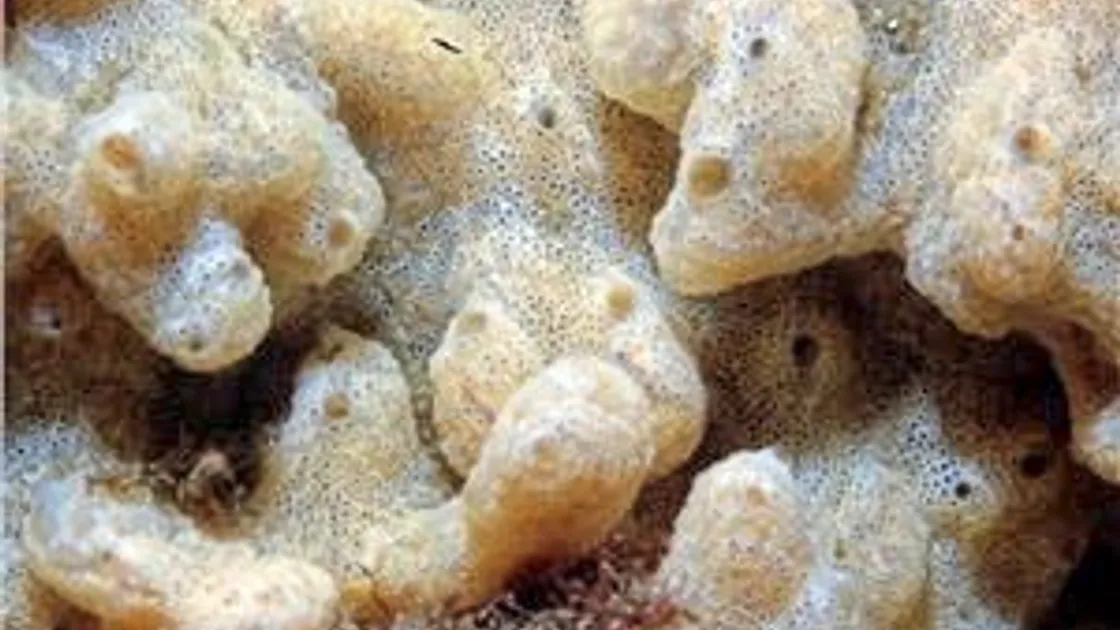 'Sea vomit' (29539678)