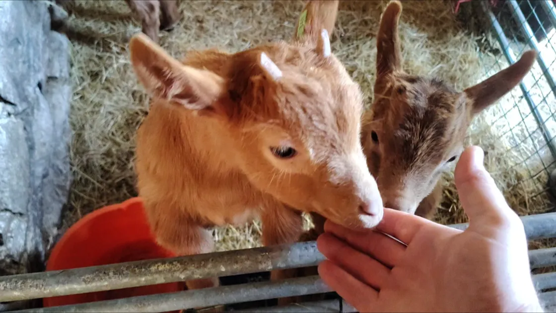 La Societe Conservation Herd kids. 			