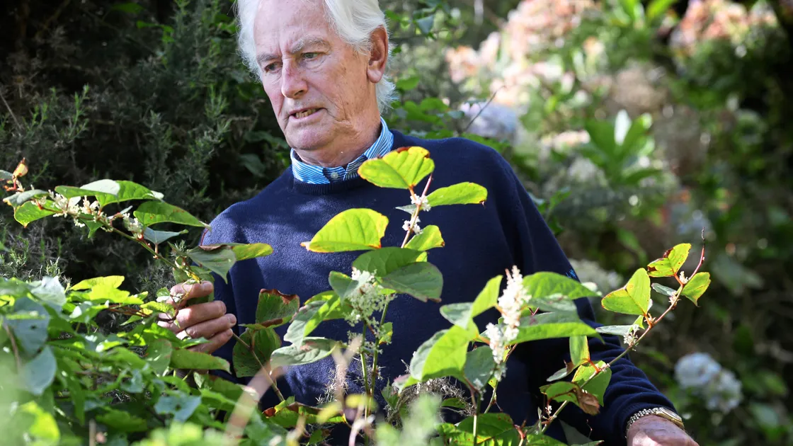 Campaigner Gerry Tattersall at Moulin Huet with some of the invasive Japanese knotweed that he says needs to be eradicated.                                                                                        
                                (Picture by Peter Frankland, 19349754)