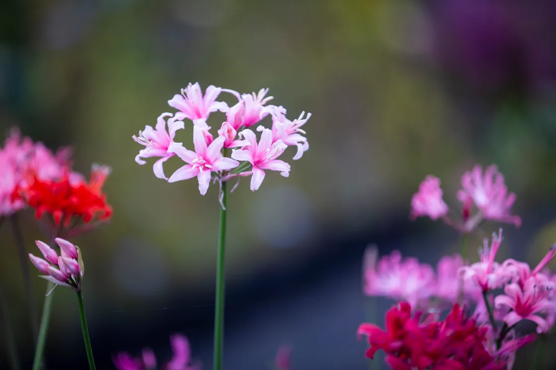 Guernsey lily