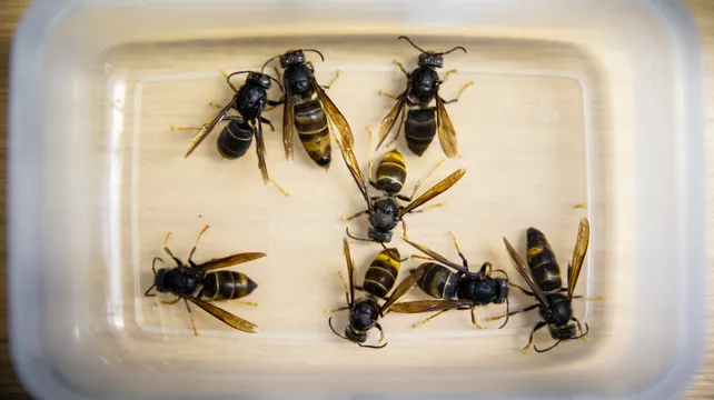 ‘Asian hornets cannot be eradicated from islands’
