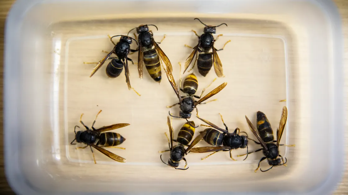 Asian hornets. (27850371)
