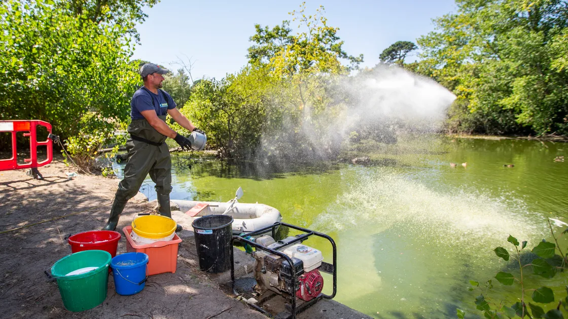 Dan Lloyd, the owner of D W Lloyd Ltd, throwing in Peridox, a disinfectant cleaner, into Saumarez Park pond after he offered his company’s services for free to try to revitalise the pond after it was affected by the falling water level. (Pictures by Luke Le Prevost, 31145667)