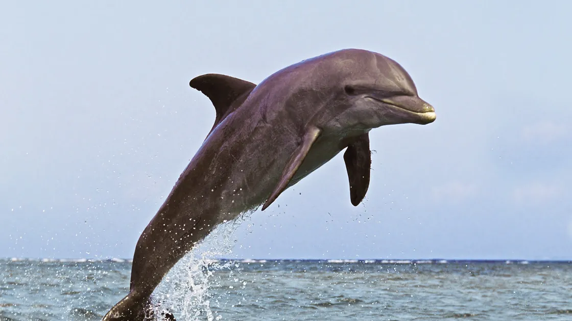Leaping dolphins will be the next animal to get their own parade next year, raising money for Autism Guernsey and the GSPCA. (33144483)