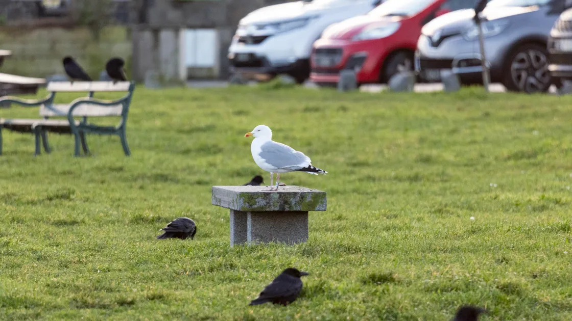 Crows at Bordeaux seem to be taking over from the gulls in the area. 			 (Picture by Peter Frankland, 34586087)