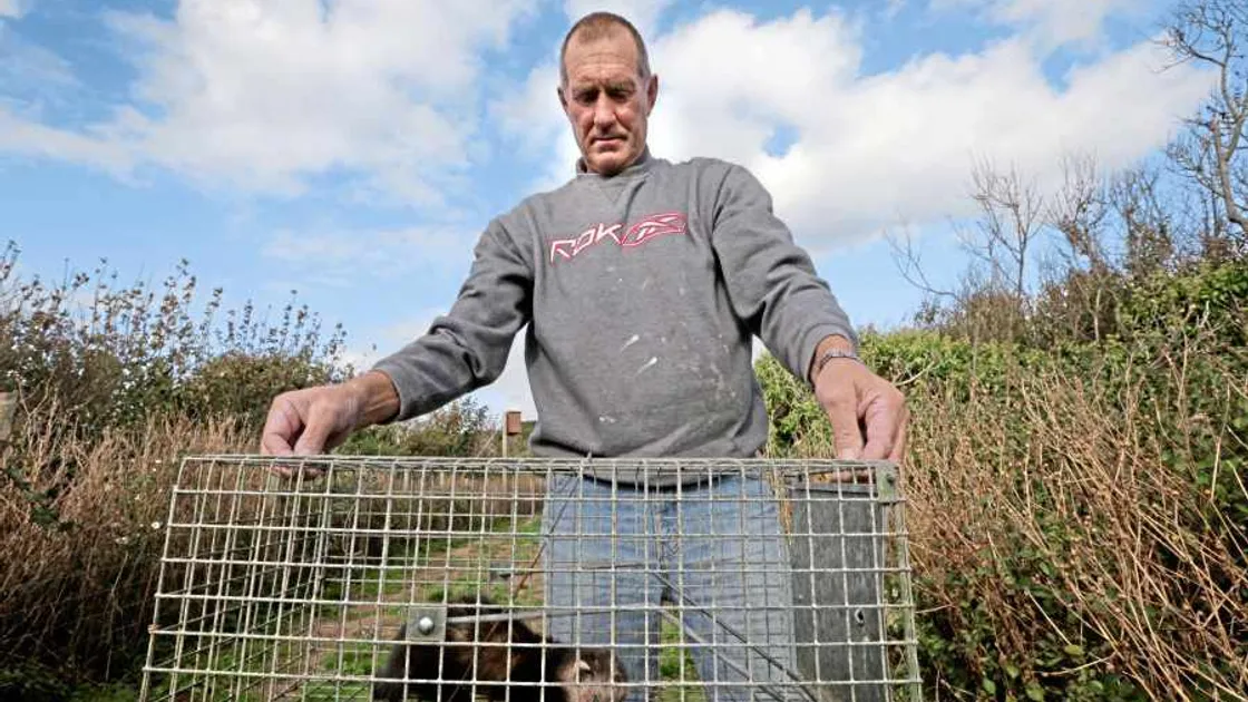 St Peter's resident traps six ferrets after two chickens killed