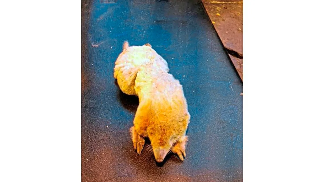 The blonde mole has been found in Alderney.