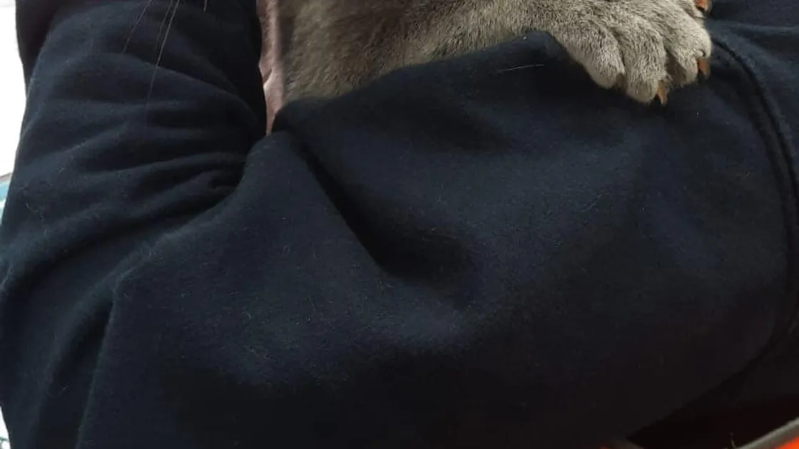 This cat went missing from its home in Buckinghamshire six months ago and was found by Peter Hunter, Channel Seaways’ warehouse supervisor in Poole, in a van bound for Guernsey. It was due to be reunited with its owners yesterday.