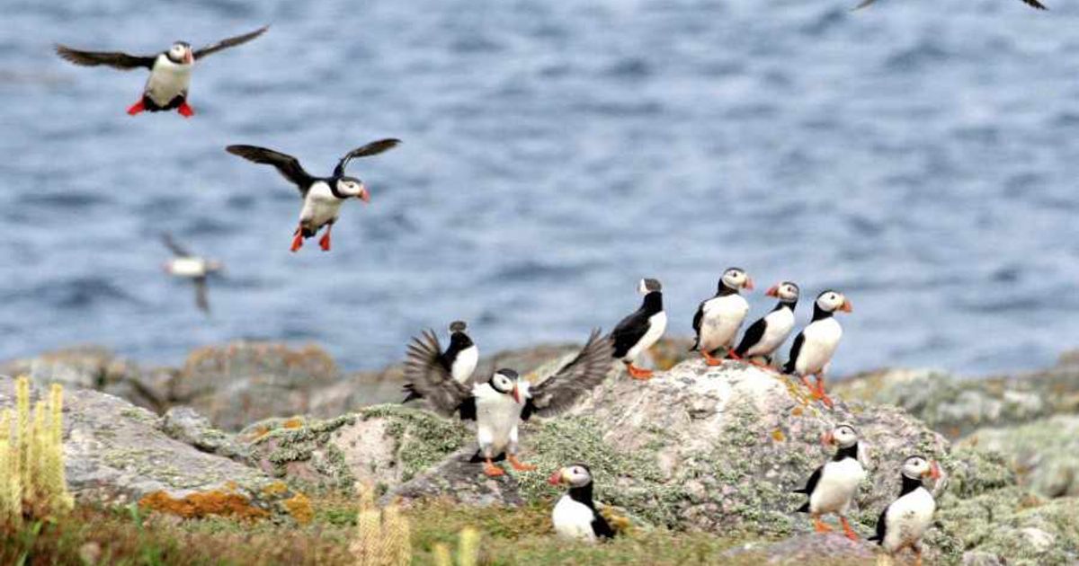 Puffins weather storms better than expected