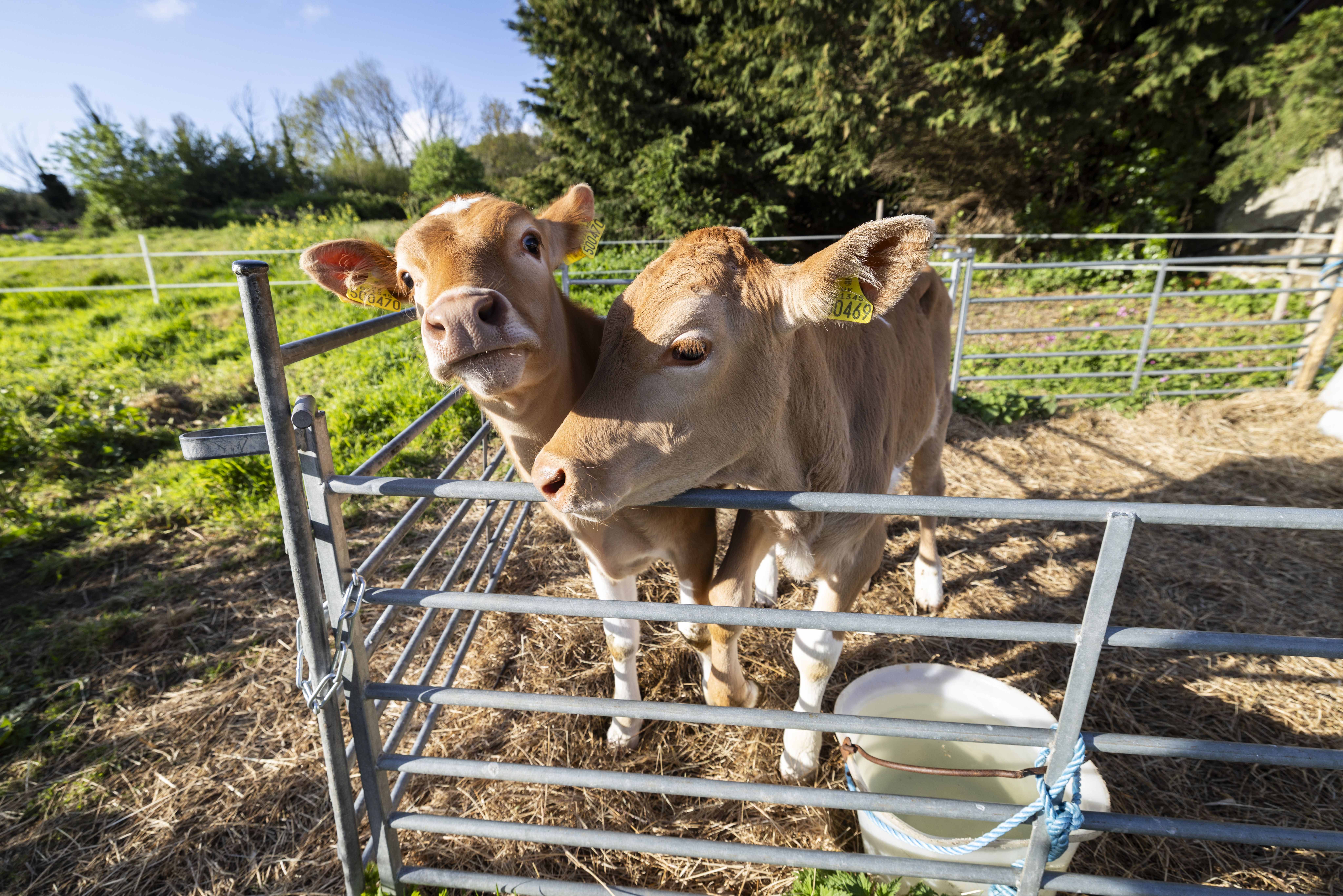 Two new calves getting ready to join Conservation Herd