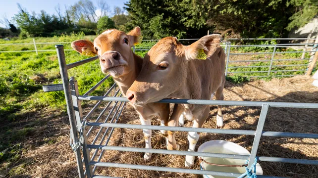 Two new calves getting ready to join Conservation Herd