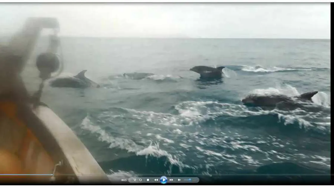 Dolphins video is a global hit