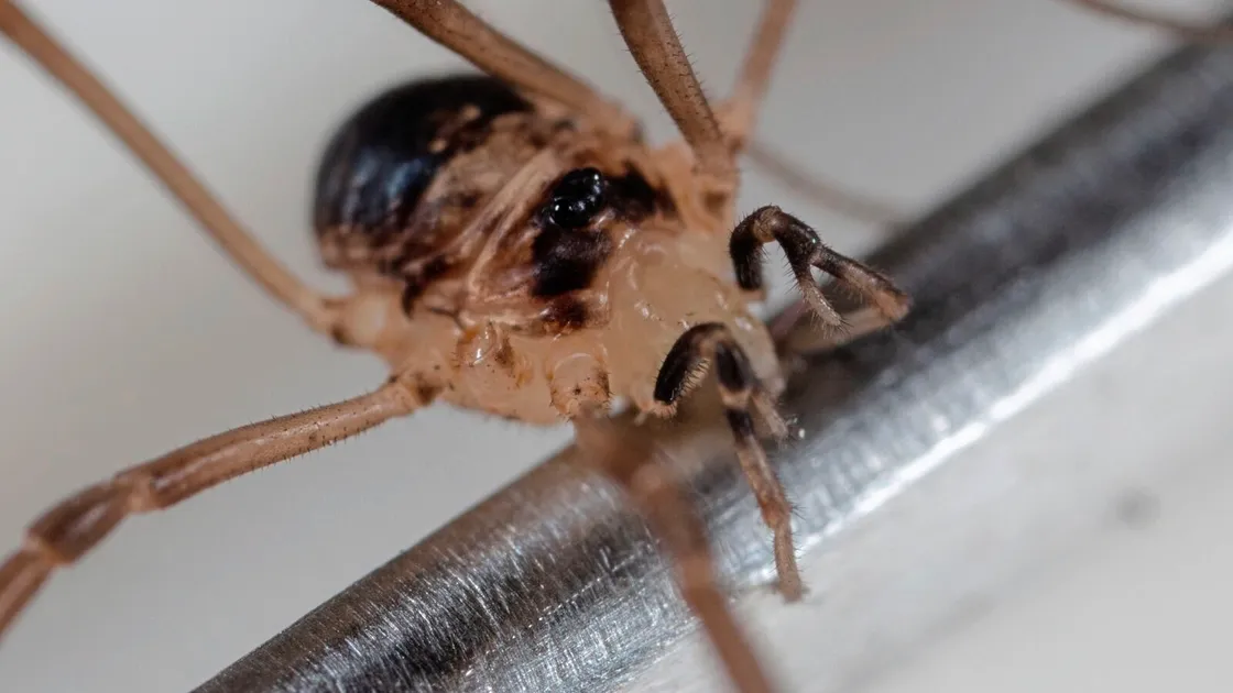 Rare species of harvestman,Dicranopalpus larvatus, found in Guernsey. (Picture by Andy Marquis)