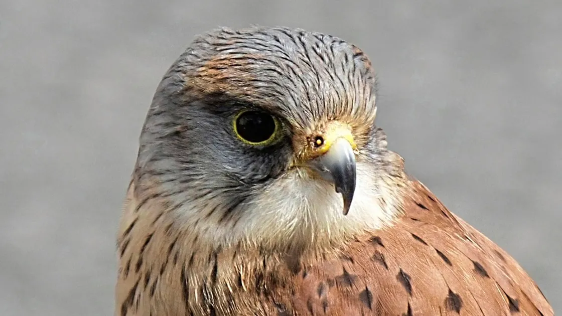 A post-mortem is being carried out on a kestrel which died after being found alive by Guernsey Animal Aid.(28543770)