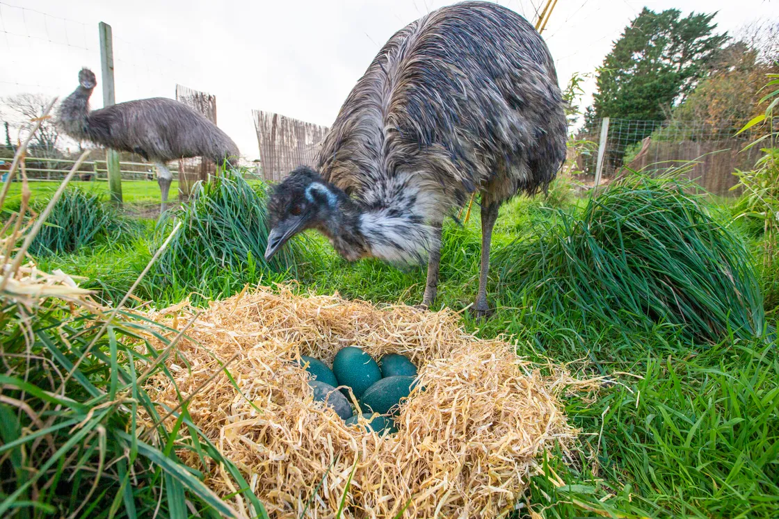 Accidental Zoo’s emu family could grow