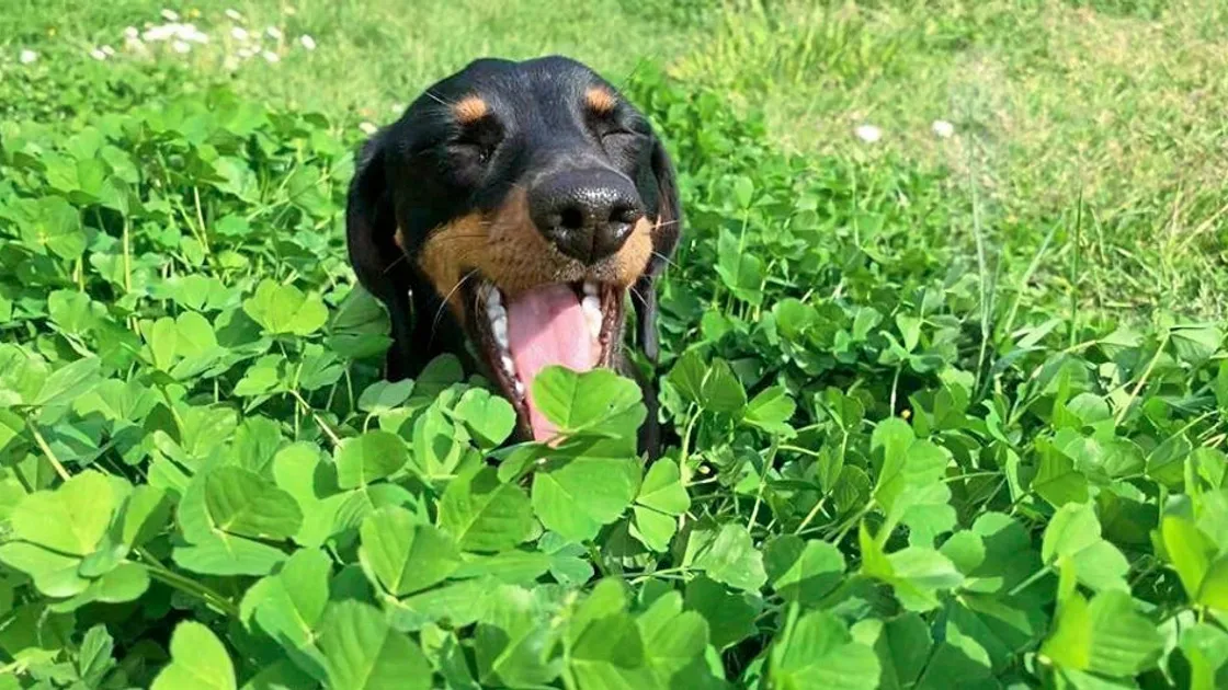 Roxy Radford basking in the sun while exploring.