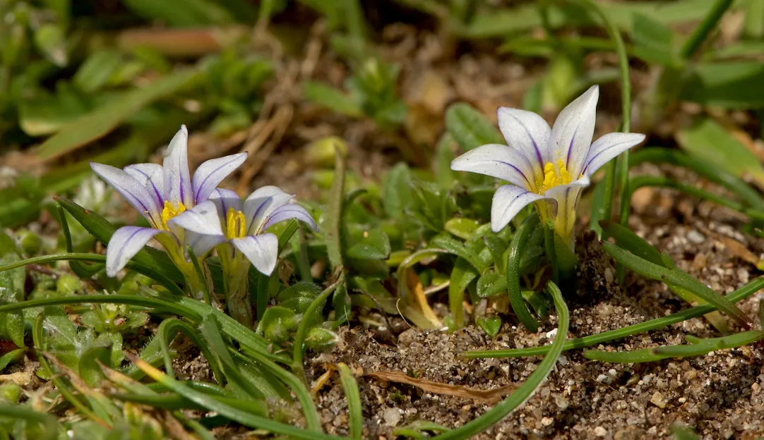 Sand crocus/Romulea columnae.