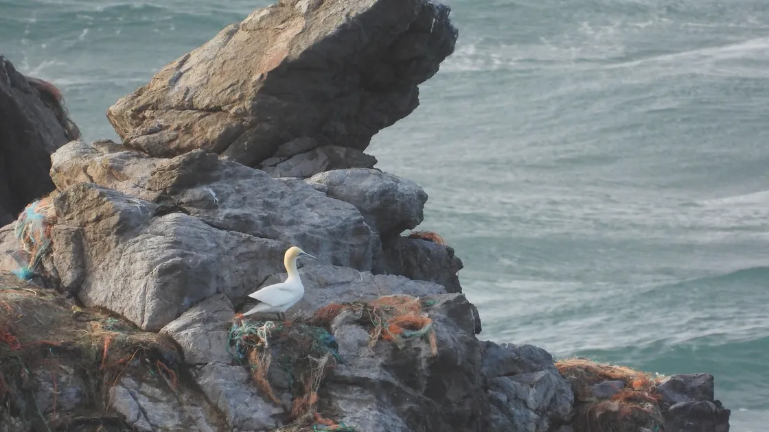 The pioneering gannet. (Picture by Justin Hart from the Alderney Wildlife Trust)