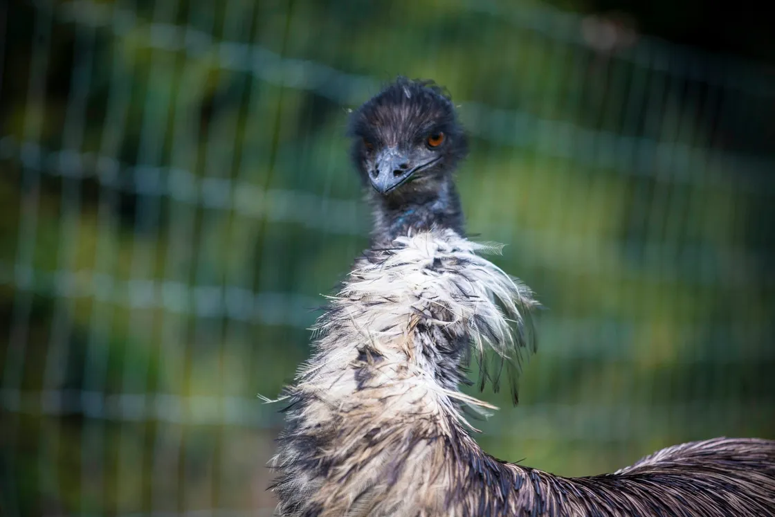 Zoo owner in plea after emus are frightened by fireworks