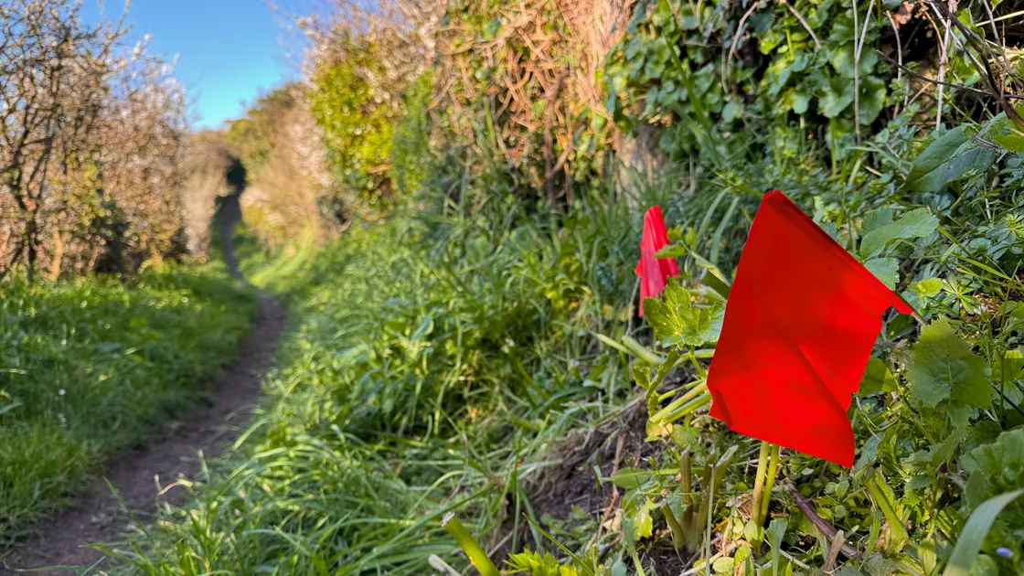 Many islanders who walk along the paths will recognise the red flags used to mark their nests.
