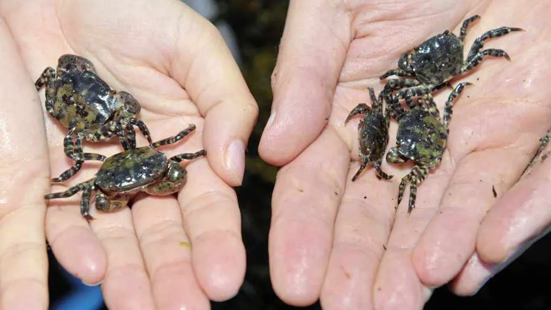 Crabs under threat from Asian invader
