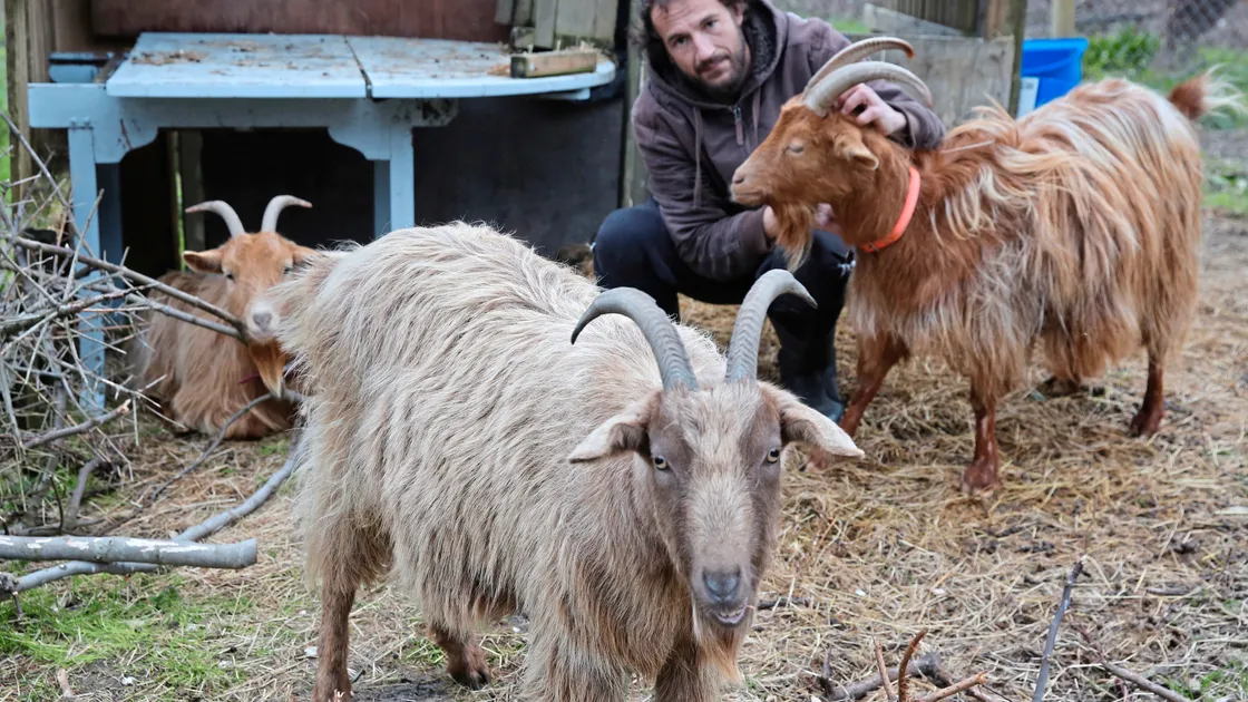 Chris Merrien with his goats, left to right, Gertie, Woolly and Daisy. Mr Merrien said that it was his father who kicked the dog after it acted aggressively towards his goats along the path at Grandes Rocques.                                                                                               (Picture by Adrian Miller, 20680723)