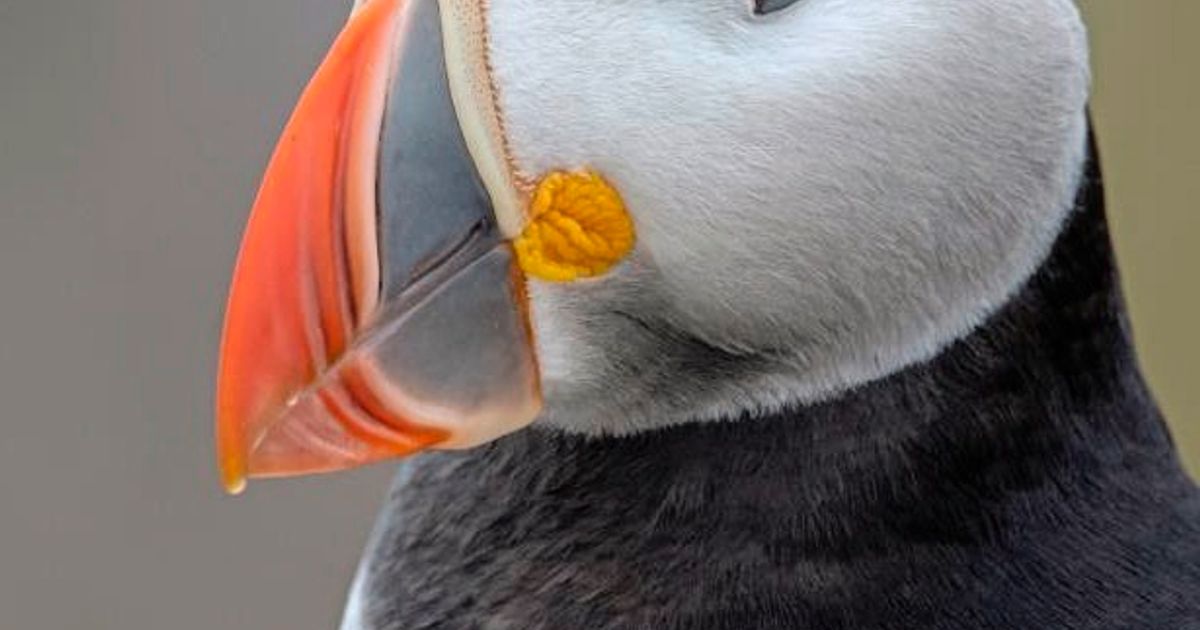 Puffin Cam on Burhou is now live