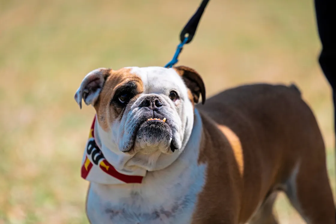Reg the bulldog was a big hit with the royal visitor.