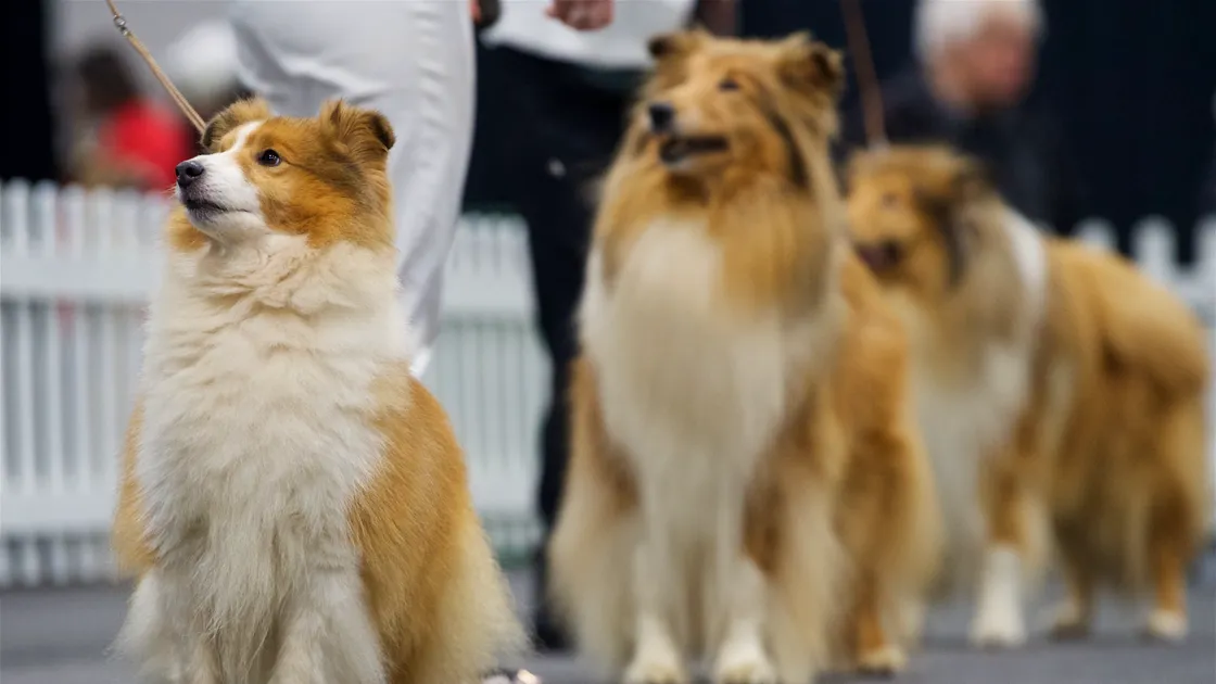 Dogs on show at a previous Channel Island Dog of the Year competition in Jersey
