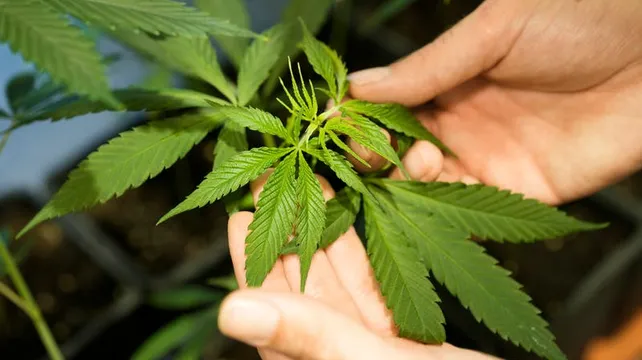 Rise in medicinal cannabis prescriptions and admissions