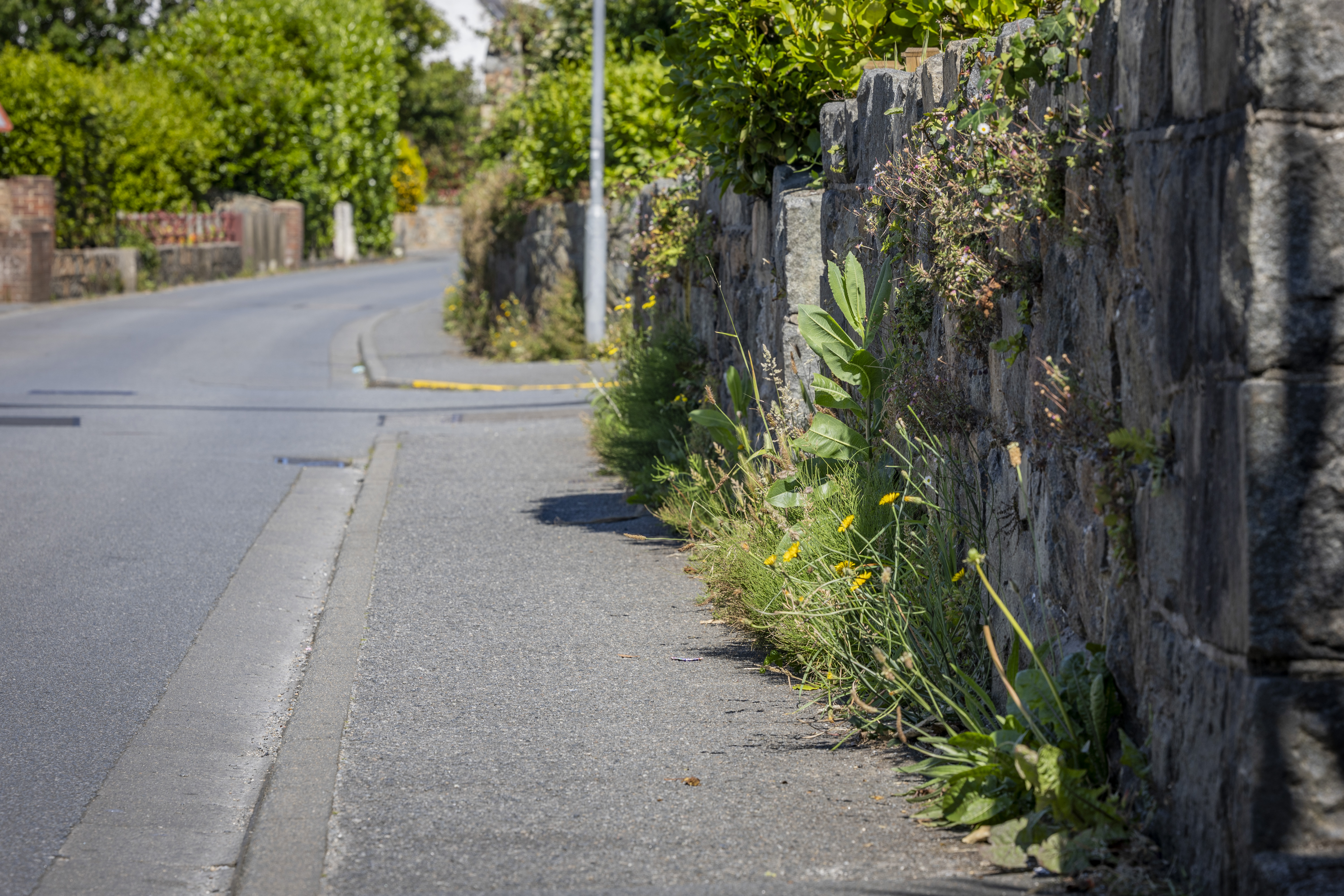 Roadside weed situation is ‘growing out of control’
