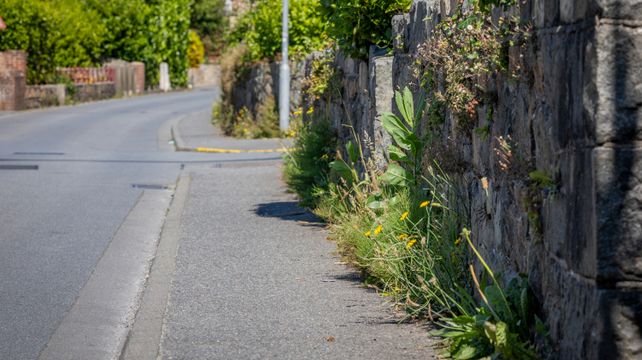 Roadside weed situation is ‘growing out of control’
