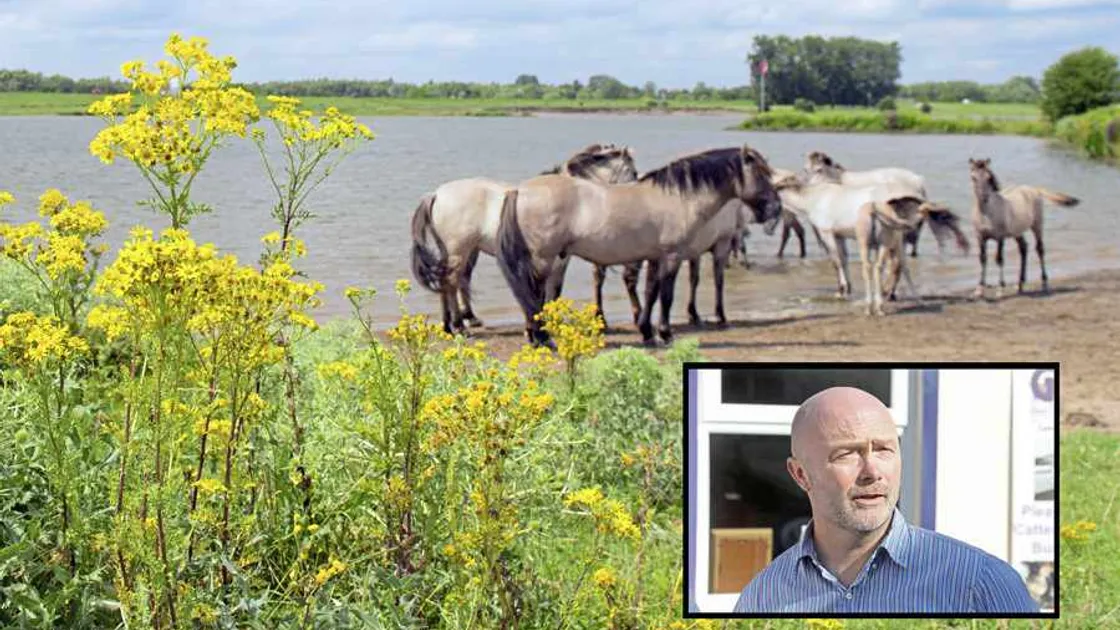 Horse owners warned of death risk from noxious ragwort