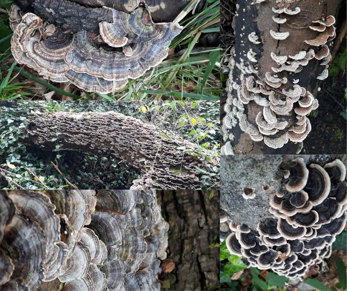 Turkey tail (Trametes versicolor) showing perfectly how the species can vary in colour, shape and size