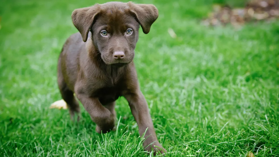  (Picture by Gordon Mackinnon/Shutterstock)