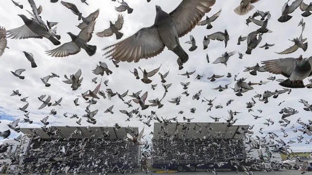 Pigeon racing set to return after safety measures agreed