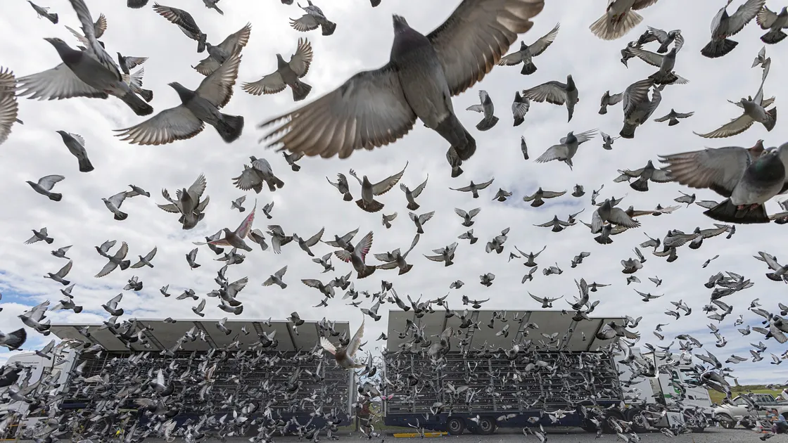 Pigeon racing normally takes place from April to September