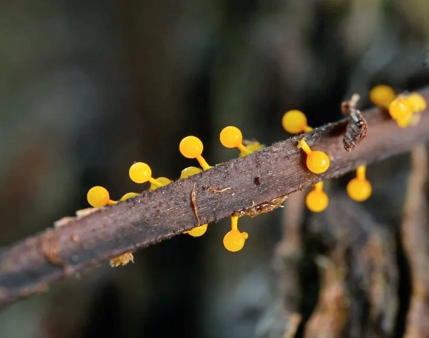 Unidentified slime mould fruiting body